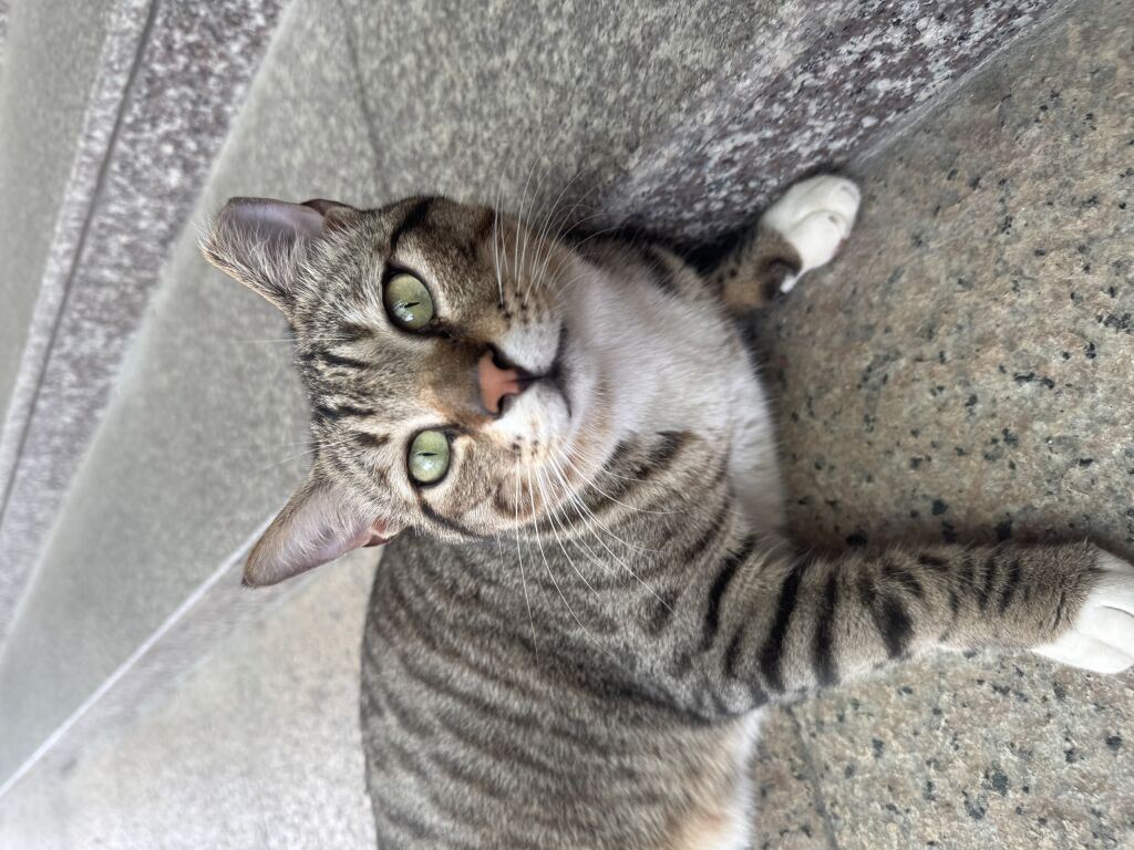 麻