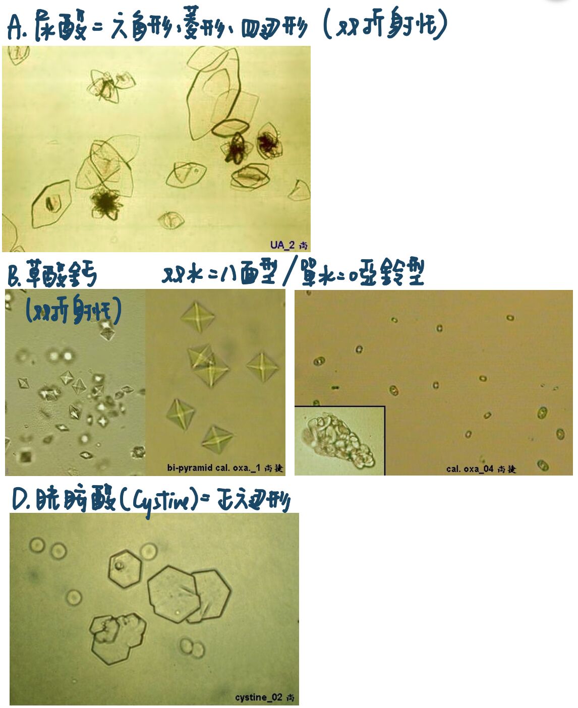 6a0c25aa86165.jpg