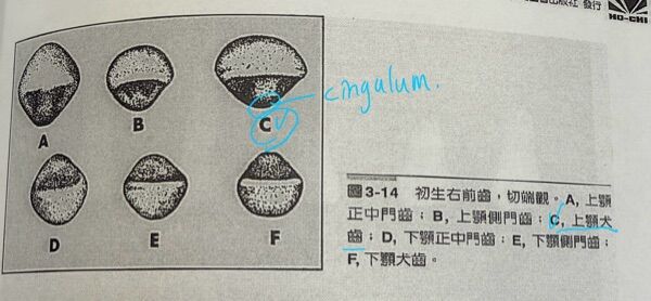 6a2b6b57ca476.jpg