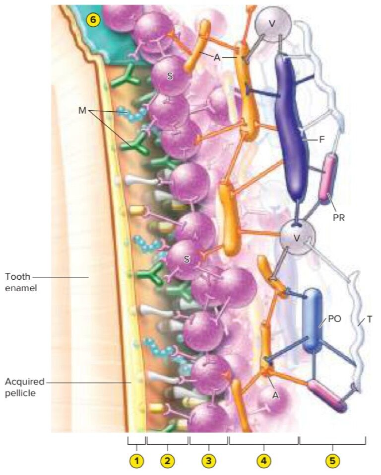 6a411e36a21d8.jpg