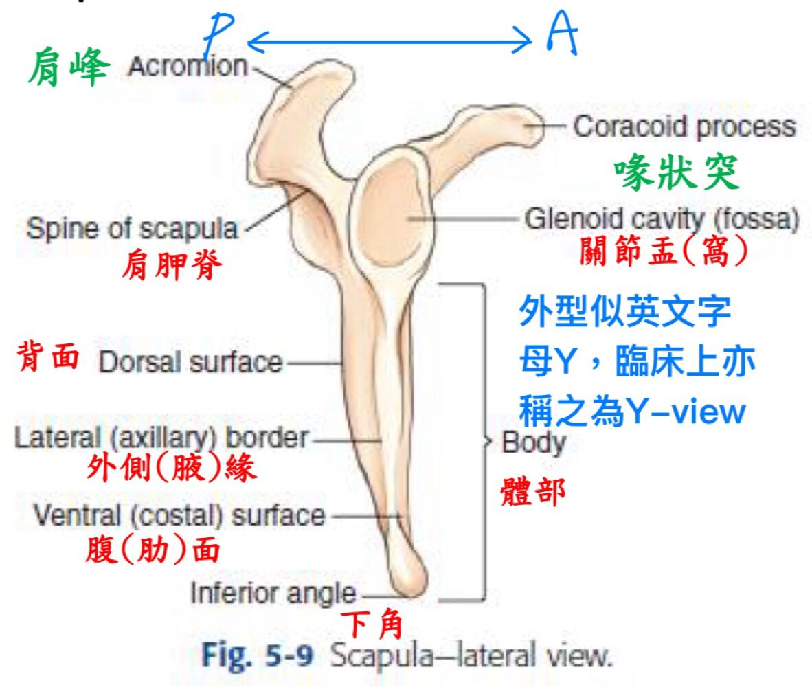 6a466c62499ac.jpg
