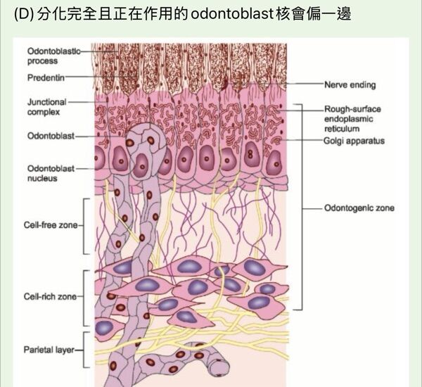 6a49cbb4c61dd.jpg
