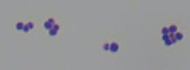 6a59db242af1e.jpg