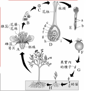 重新載圖4 右圖描述一種被子植物的生活史 其染色體套數會依生長階段而變化 阿摩線上測驗