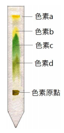 光合色素展開順序 阿摩線上測驗