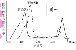 重新載圖75 植物色素的吸收光譜如圖一 依據此圖判斷下列敘述何者最合理 N 阿摩線上測驗