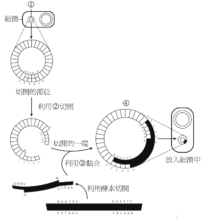 21 下圖為基因轉殖的操作流程簡圖 請問下列敘述何者正確 A 為細菌的 阿摩線上測驗