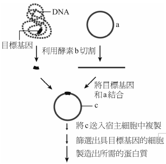 12 右圖為基因轉殖技術一項重要的技術突破 下列何者錯誤 A 此 阿摩線上測驗