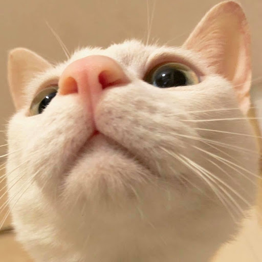 ans S
