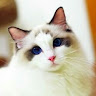 Bastet Chen