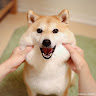 這隻柴犬好可愛