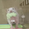 盧佳愉