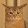 猫奴