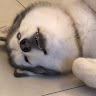 李斯証