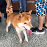 阿狗