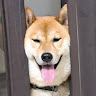 張宸禎