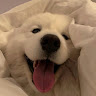 張鈺鴻