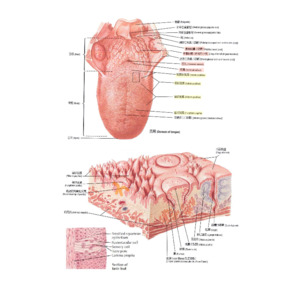 共筆.口內器官.舌頭.唾液腺體