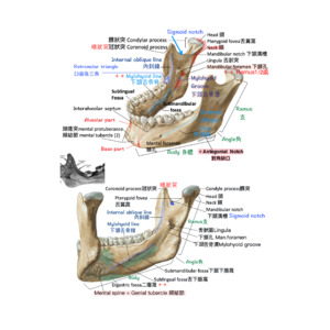 共筆.口腔解剖.(必考)神經