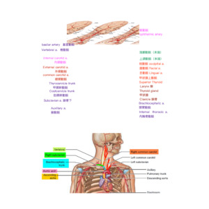 共筆.口腔解剖.(必考)動脈靜脈
