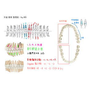 牙醫國考.牙形.圖鑑