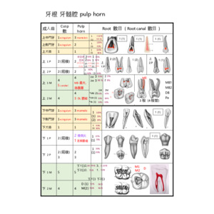 牙醫國考.牙形(2/3)