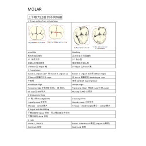 牙醫國考.牙形(3/3)