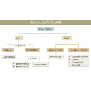 醫檢國考【微生物】分類樹狀圖