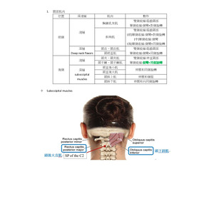 頸部與軀幹深淺層肌肉整理