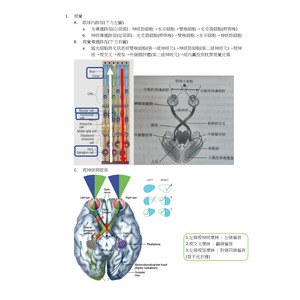 視覺傳遞路徑與偏盲