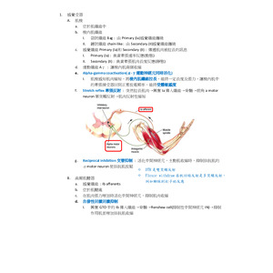 肌梭與高爾肌腱受器