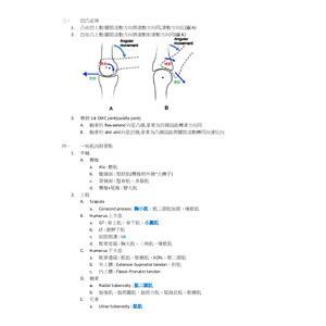 肌動學-凹凸定律與常考肌肉附著點