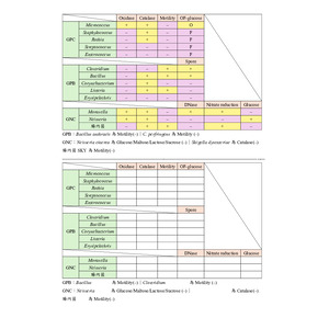 醫檢師國考 臨床微生物學