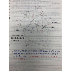 肺循環、體循環