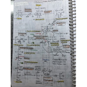 Glycolysis糖解作用