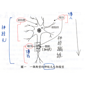 國中生物：身體各系統（簡易圖片）