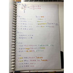 國考 解剖 大小腦