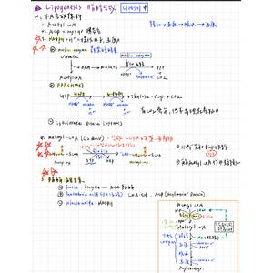 生化—脂肪酸合成（lipogenesis) /LCFA 合成