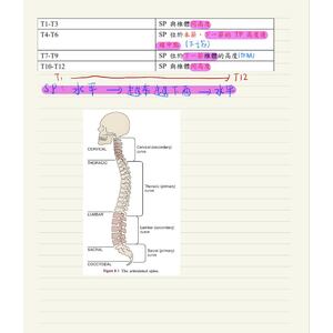 （國考）Spine棘圖高度
