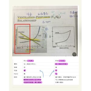 （國考）肺部位置與血流灌流