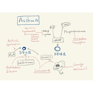 氣喘、花生四烯酸