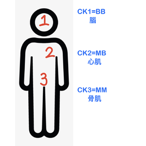 如何記憶CK1~3主要的分佈位置