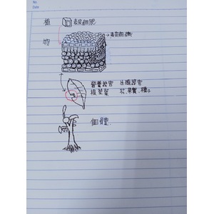 生物個體組成層次