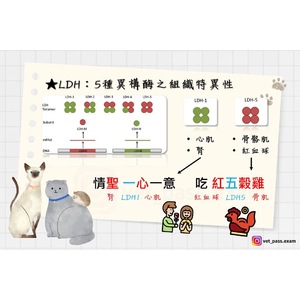 獸醫國考口訣-如何記憶LDH的異構酶與CK的半衰期