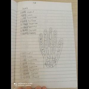 人體骨骼中英文